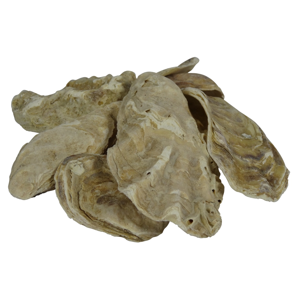 Austernschalen 5 kg