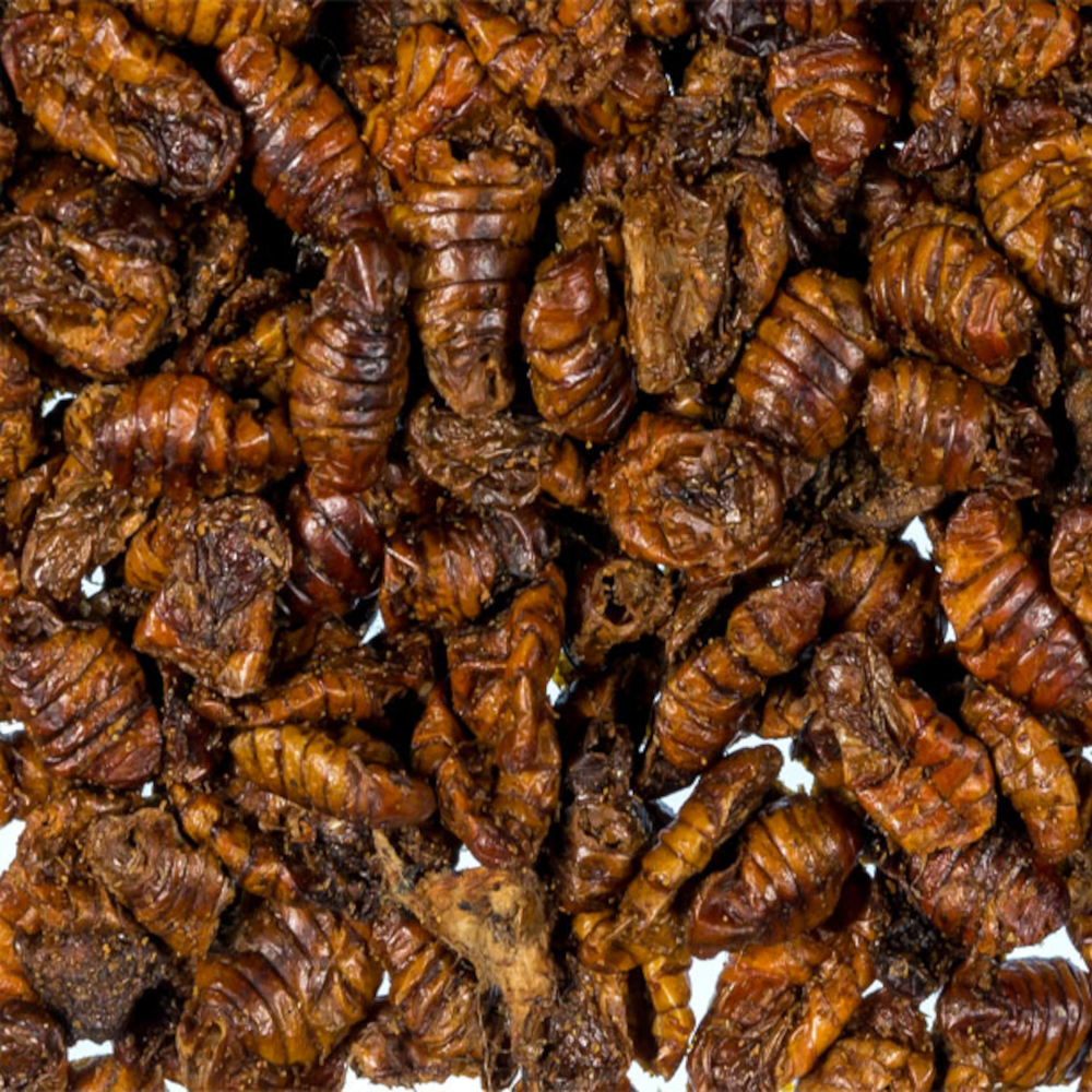 Izumi Premium Seidenraupen  1 - 2,5 cm / 3 kg